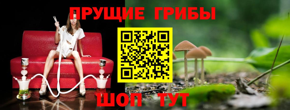 Псилоцибиновые грибы Cubensis Павлово
